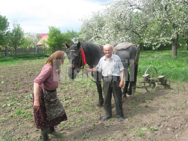 De invidiat: La 82 de ani, seamănă hectare de teren prin sat, cu calul, la preţ de criză