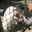 Sănătate animală: Jigodie în adăpostul de câini din Lunca Sucevei