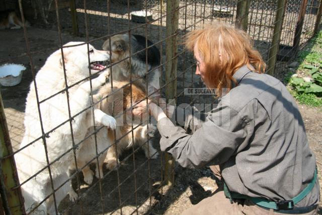 Sănătate animală: Jigodie în adăpostul de câini din Lunca Sucevei