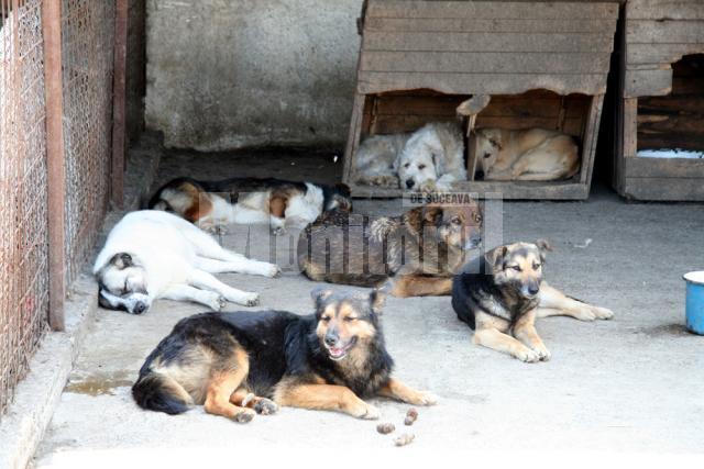 Sănătate animală: Jigodie în adăpostul de câini din Lunca Sucevei