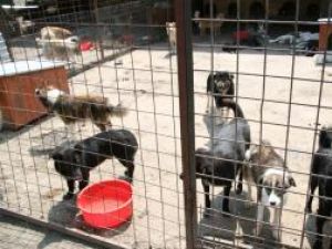 Sănătate animală: Jigodie în adăpostul de câini din Lunca Sucevei