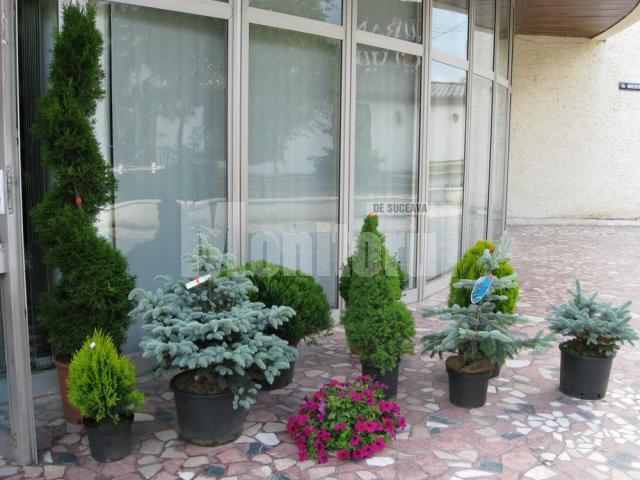 Plante de exterior