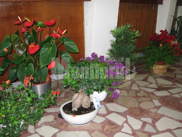 Plante de interior