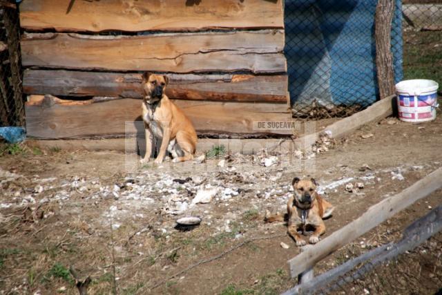 În boxa acuzaţilor: Proprietarul câinilor ucigaşi de la Liteni, dat pe mâna judecătorilor