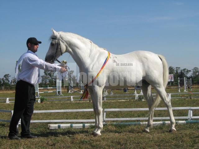 Un cal campion la frumuseţe - Shagya LXII