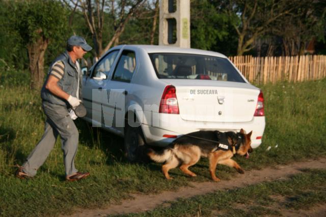 Câinele de urmă, adus de la Rădăuţi i-a dus pe poliţişti, pe câmp, în direcţia comunei Baia