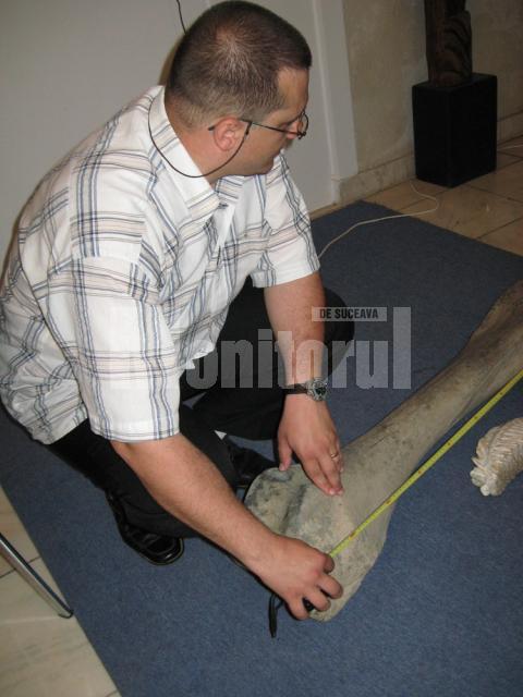 Bogdan Niculică măsurând femurul de mamut