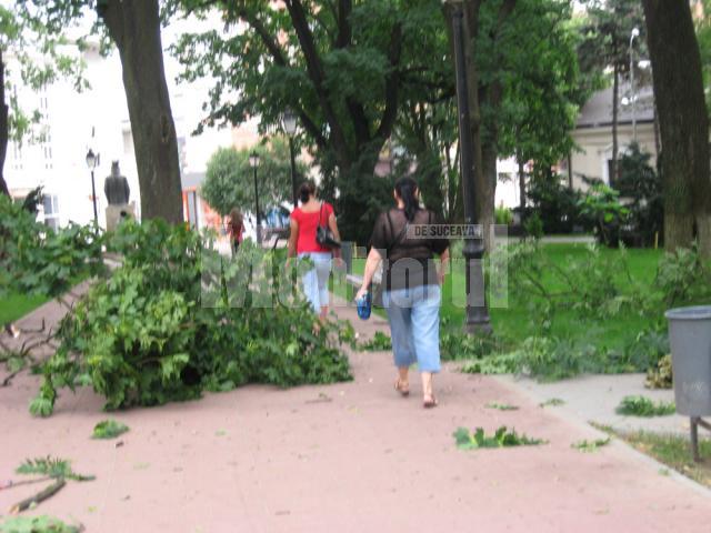 Copaci rupţi de furtună, în parcul central al Sucevei