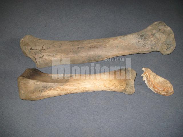 Cele trei relicve fosile de mamut descoperite în albia râului Moldova
