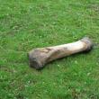 Osul, probabil o tibie de mamut, găsit  de Cătălin Dolcean