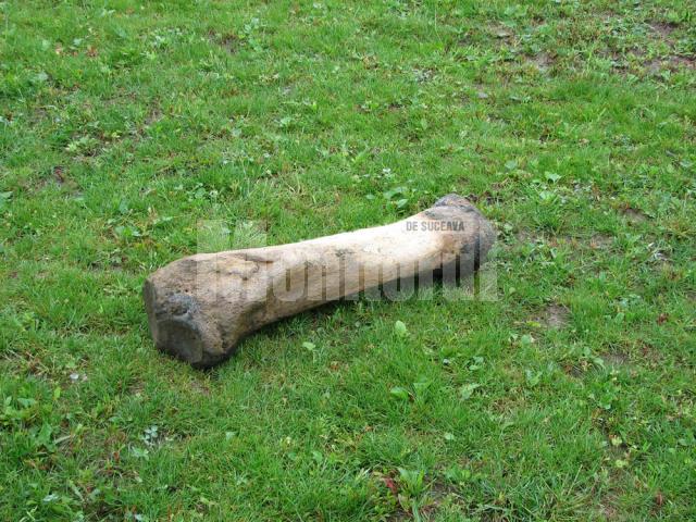 Osul, probabil o tibie de mamut, găsit  de Cătălin Dolcean