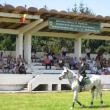 Cei mai valoroşi cai de rasă din România au făcut spectacol la Herghelia Rădăuţi