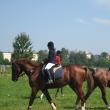 Spectacol hipic: Cei mai valoroşi cai de rasă din România, la Cupa Bucovinei - Romsilva