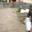 Vasile Hapurnec aduce laptele de la doi km