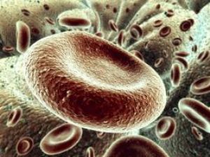 Succes: Celule hepatice au fost obţinute din celule suşă provenind din piele