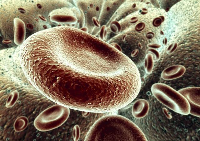 Succes: Celule hepatice au fost obţinute din celule suşă provenind din piele