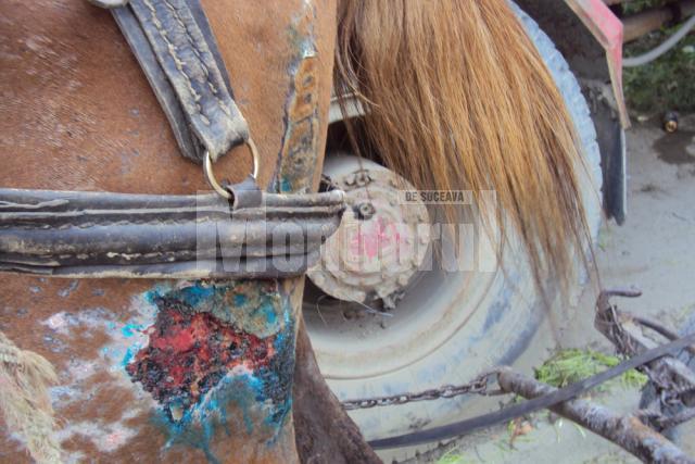 Rănile cumplite ale calului prăbuşit vinerea trecută în Piata angros din Burdujeni