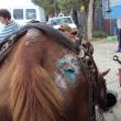 Rănile cumplite ale calului prăbuşit vinerea trecută în Piata angros din Burdujeni