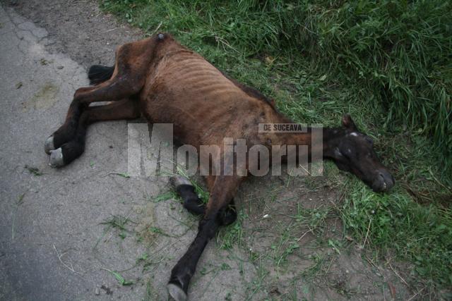 Calul subnutrit şi foarte probabil bătut fără milă, abandonat de proprietarul său şi lăsat să moară la marginea drumului spre Mănăstirea Dragomirna