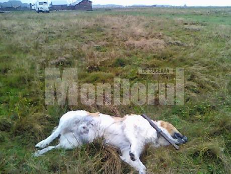 Câinii ciobăneşti de la o stână au fost împuşcaţi cu o armă de vânătoare