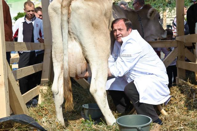 Concurs: Flutur a concurat la muls vaca în cadrul târgului „Produs în Bucovina”