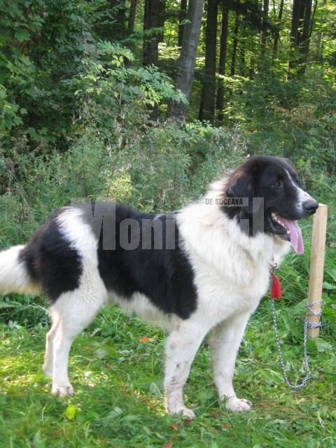 Câini ciobăneşti din România, la poalele pădurii Ilişeşti