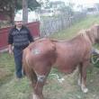 Calul care poartă încă urmele tratamentului barbar şi noul său stăpân