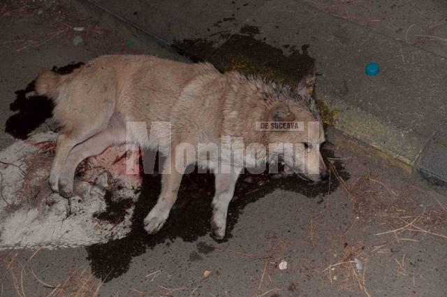 De câteva zile: Străzile Sucevei, împânzite cu otravă pentru câinii vagabonzi