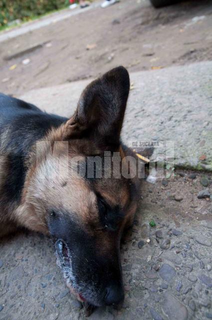 De câteva zile: Străzile Sucevei, împânzite cu otravă pentru câinii vagabonzi