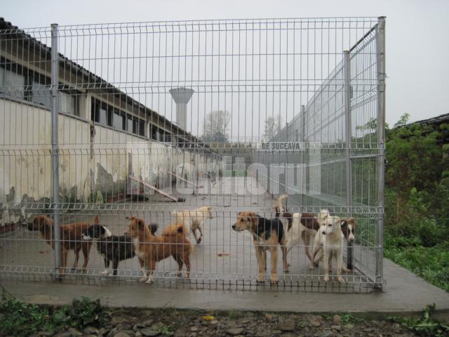 Adăpostul pentru câini fără stăpâni, situat la ieşirea din Rădăuţi spre comuna Dorneşti, modernizat