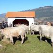 Vaci din rasa Charolaise