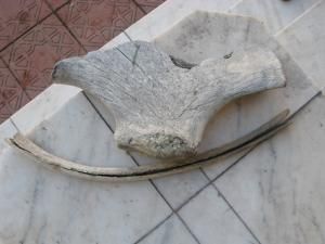 Albia râului Moldova: O coastă şi un fragment de omoplat de mamut, pe prundişul din zona Ariniş