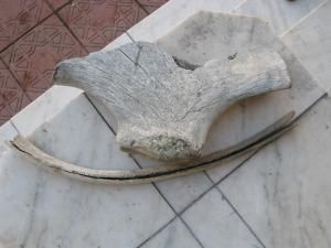 Fosile de mamut - O coastă şi un fragment de omoplat