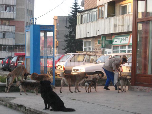 In ciuda campaniilor de sterilizare din ultimii ani, străzile sunt pline în continuare de câini comunitari