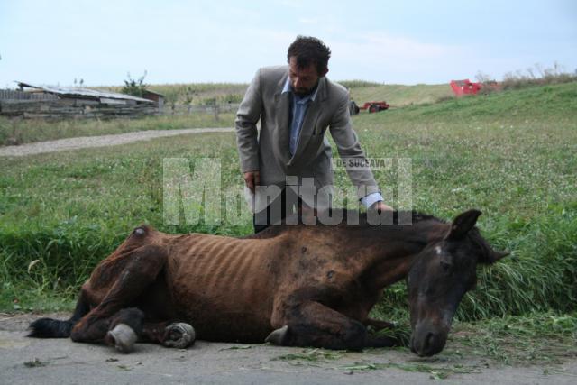 La sfârşitul lui august a.c., un cal a fost lăsat să moară în strada, în drumul spre Mănăstirea Dragomirna