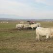 Se încearcă altceva: Vaci franceze, de carne, reţeta de succes pentru fermierii din Bucovina