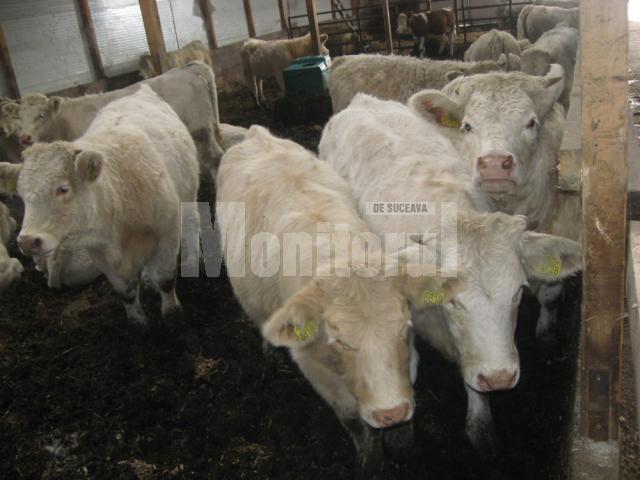 Se încearcă altceva: Vaci franceze, de carne, reţeta de succes pentru fermierii din Bucovina