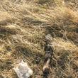 Bombă ecologică: Tone de resturi de animale, în putrefacţie, împânzite pe câmpurile de lângă un abator
