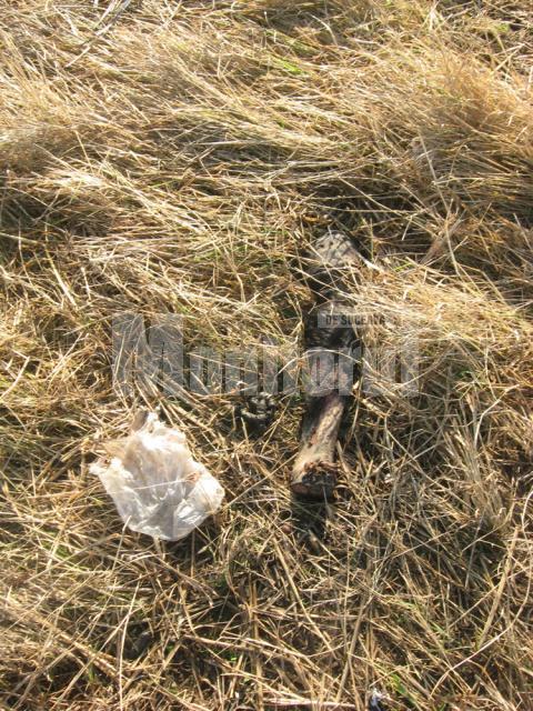 Bombă ecologică: Tone de resturi de animale, în putrefacţie, împânzite pe câmpurile de lângă un abator