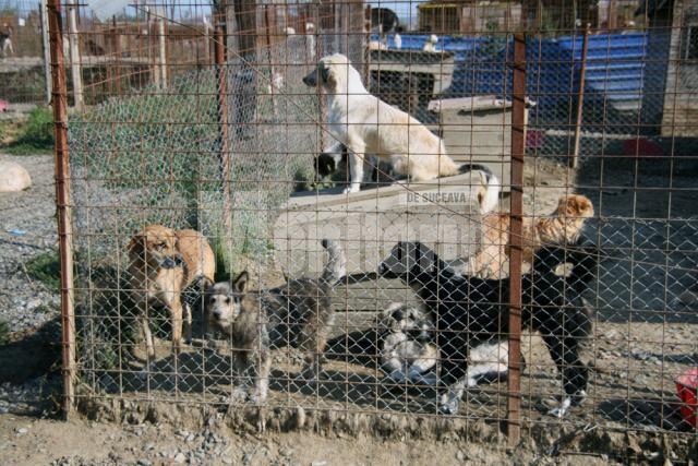 În afara celor 2.000 de câini de pe străzi, în adăpostul din lunca Sucevei mai sunt cam 1.200 de câini