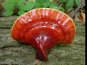 Ganoderma – ciuperca “miraculoasă”
