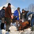 Sâmbătă: Angajaţii Muzeului Bucovina au povestit semnificaţia tăierii porcului de Ignat