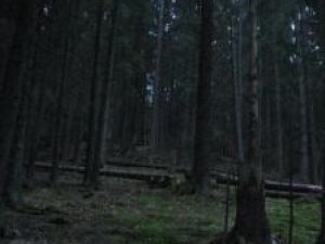 Tăieri ilegale: La 77 de ani, cercetat penal pentru că a doborât copaci de pe nouă hectare