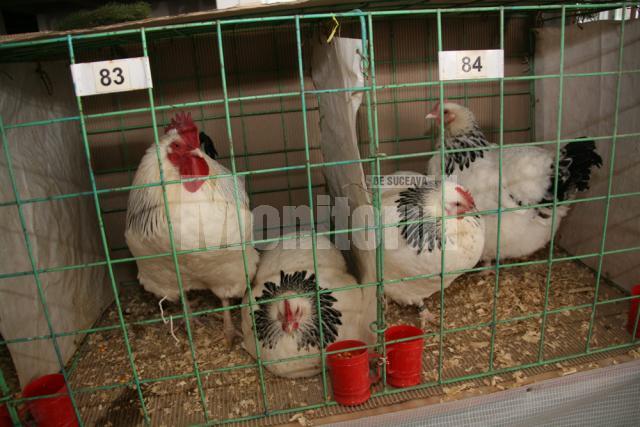 În Burdujeni: Expoziţie de iepuri şi găini uriaşe, sute de porumbei, fazani, păuni, bibilici şi raţe