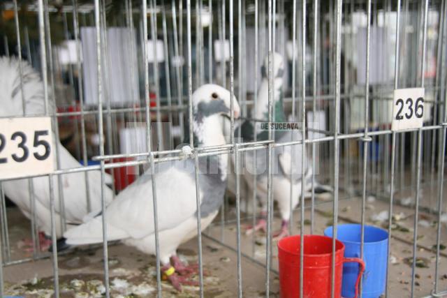 În Burdujeni: Expoziţie de iepuri şi găini uriaşe, sute de porumbei, fazani, păuni, bibilici şi raţe