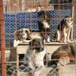Apel: Peste 1.300 de câini aşteaptă să fie adoptaţi în adăpostul din Lunca Sucevei