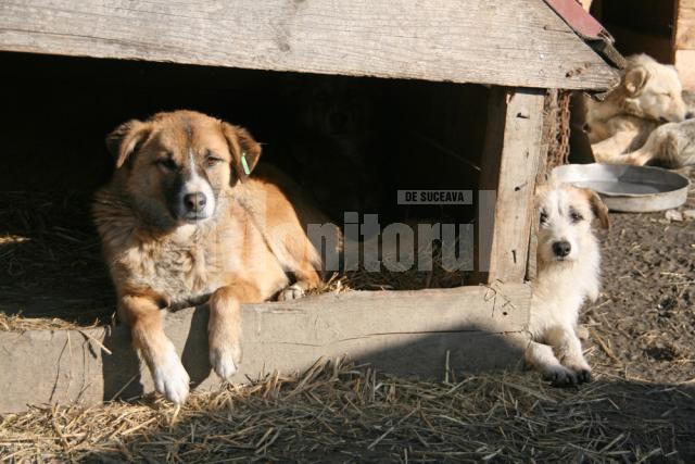 Apel: Peste 1.300 de câini aşteaptă să fie adoptaţi în adăpostul din Lunca Sucevei
