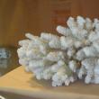 Coral alb