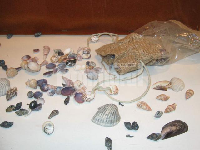 Melci şi scoici