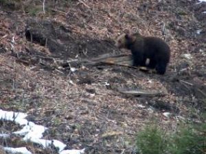 Urşii din pădurile Sucevei vor fi vedete pe National Geographic
